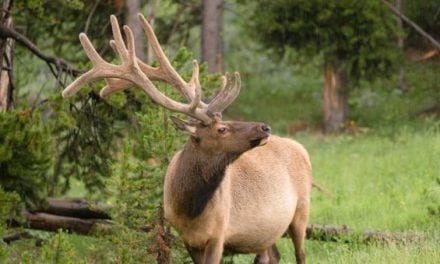 Wisconsin Elk Herd Becomes the Latest Confirmation of CWD