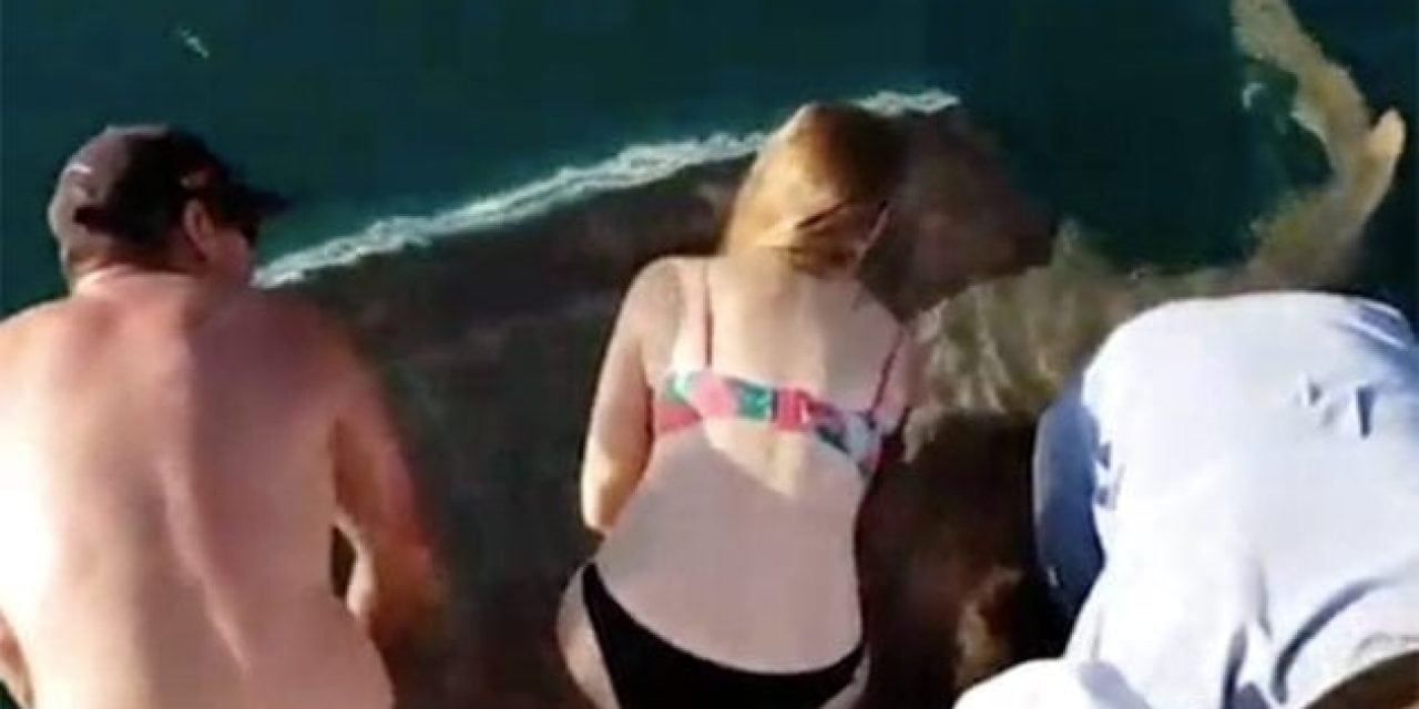 Woman Handfeeding a Shark Gets What’s Coming to Her