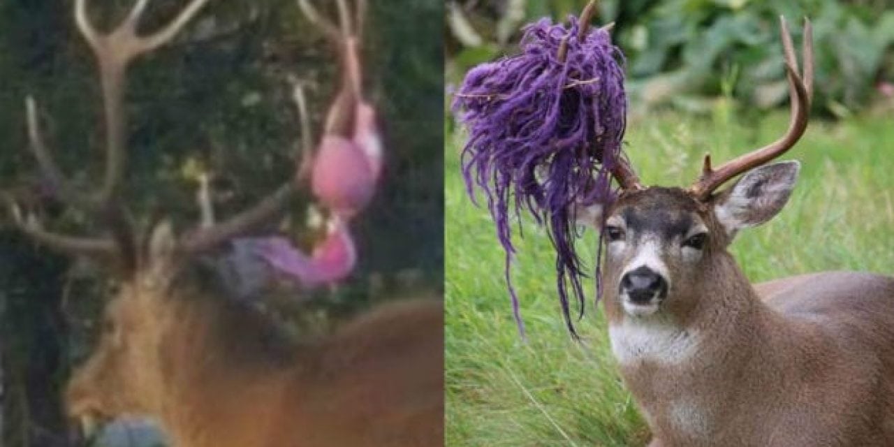 12 of the Weirdest Things Deer, Elk and Moose Have Gotten Caught in Their Antlers