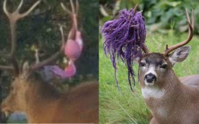 12 of the Weirdest Things Deer, Elk and Moose Have Gotten Caught in Their Antlers