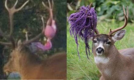 12 of the Weirdest Things Deer, Elk and Moose Have Gotten Caught in Their Antlers