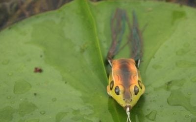 4 Frog Fishing Tips to Help You Land More Largemouth Bass