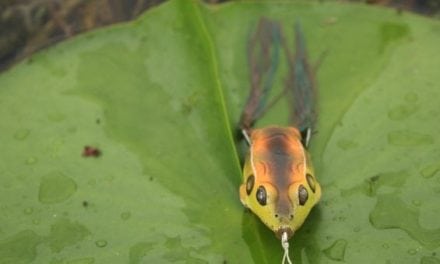 4 Frog Fishing Tips to Help You Land More Largemouth Bass