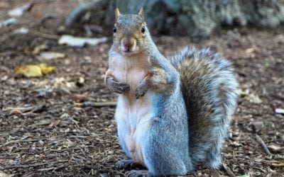 6 Tips That Will Get You Ready for Early Squirrel Season