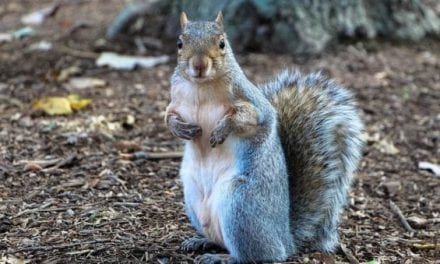 6 Tips That Will Get You Ready for Early Squirrel Season