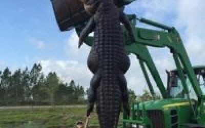 Best Alligator Hunt Kicks Off Florida Deer Trifecta