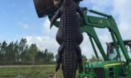 Best Alligator Hunt Kicks Off Florida Deer Trifecta