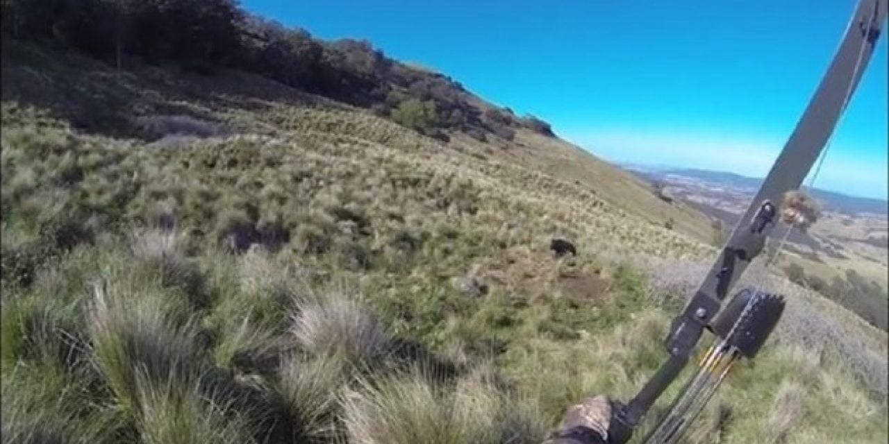 Boar Charges Bowhunter in New Zealand