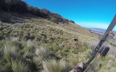 Boar Charges Bowhunter in New Zealand