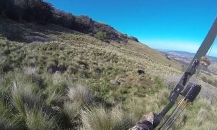 Boar Charges Bowhunter in New Zealand