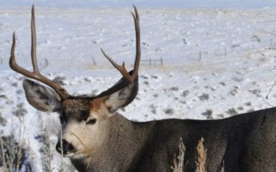 Boone and Crockett Announces More Funding Toward CWD Fight