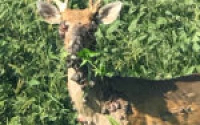 Deer Warts: What We Know About These Nasty Growths on Whitetails