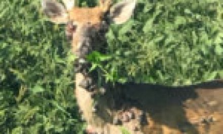 Deer Warts: What We Know About These Nasty Growths on Whitetails