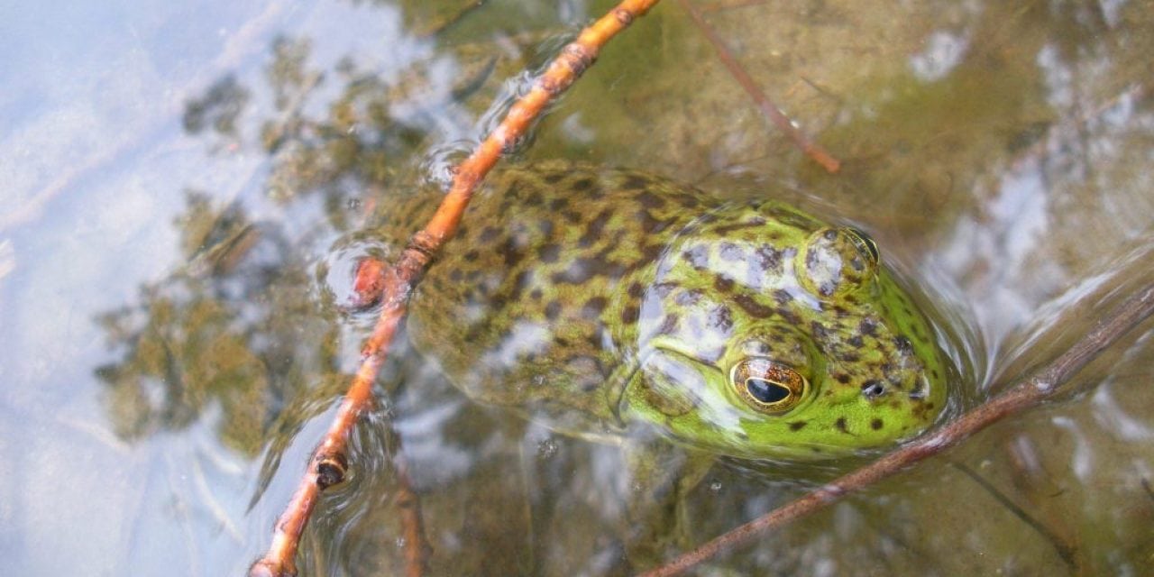 Frog Held Hostage!