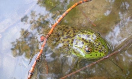 Frog Held Hostage!