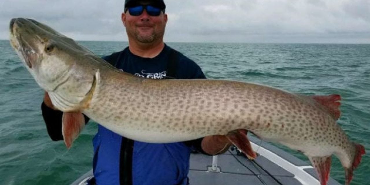 Giant Musky is Lake St. Clair All-Time Release Record