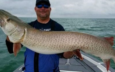 Giant Musky is Lake St. Clair All-Time Release Record