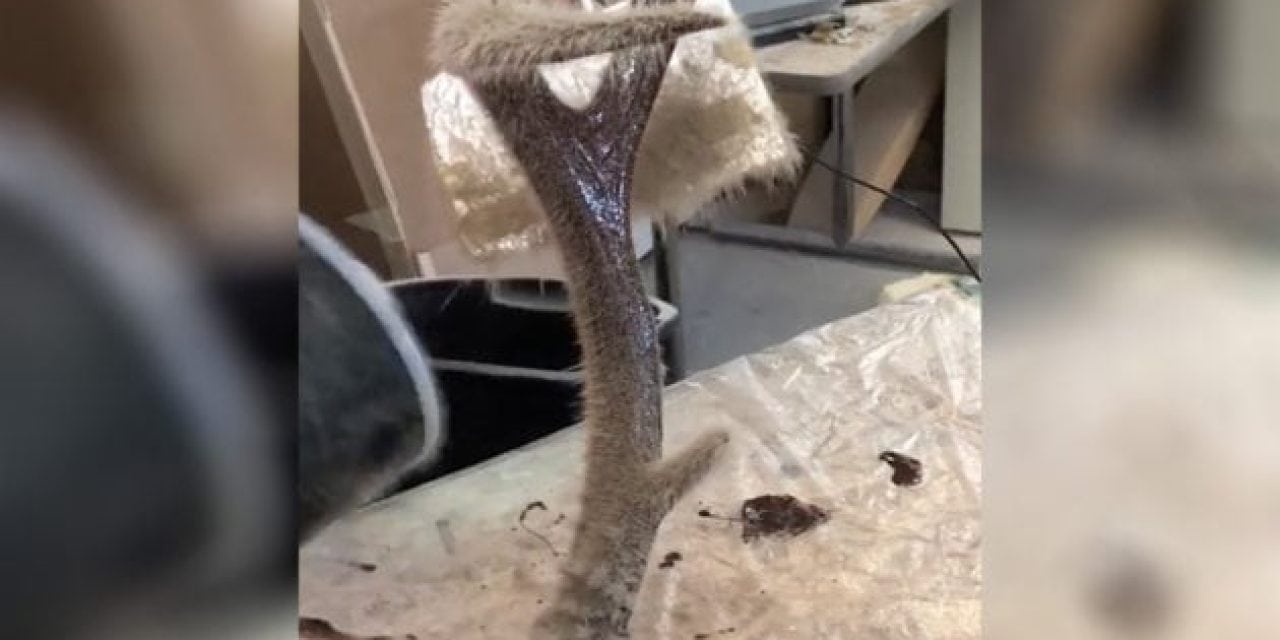 Here’s How One Guy Applies Velvet to a Taxidermied Antler