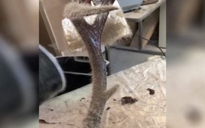 Here’s How One Guy Applies Velvet to a Taxidermied Antler