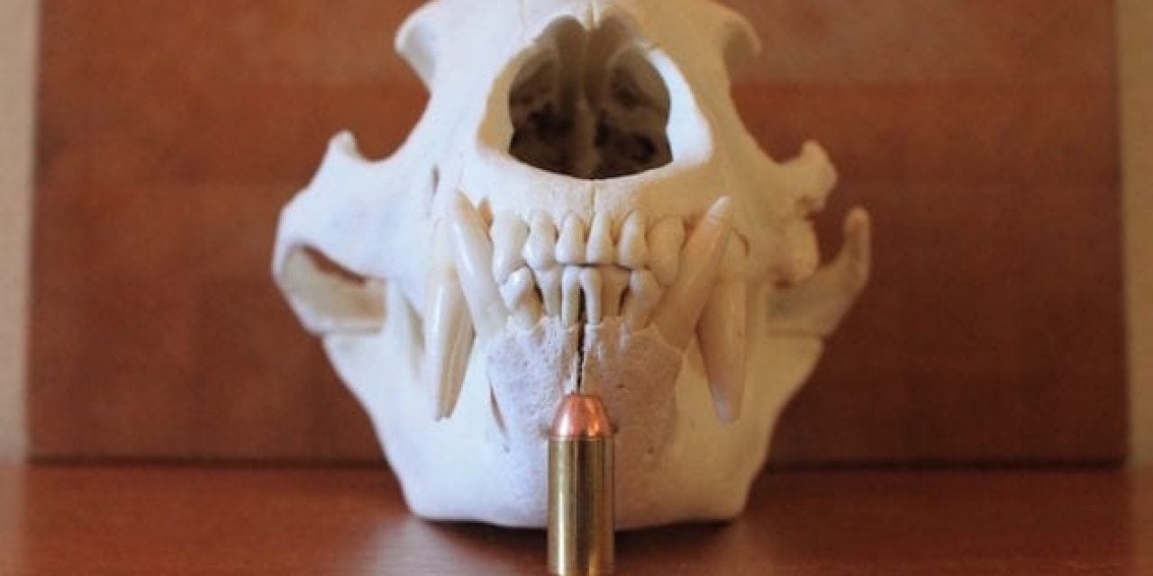 Here’s the Best 10mm Auto Ammo for Self-Defense