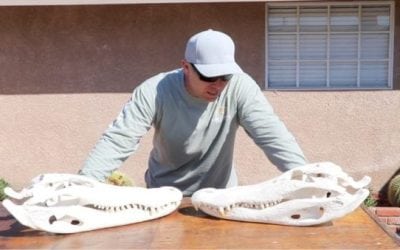 How to Do a European Mount With a Gator Skull