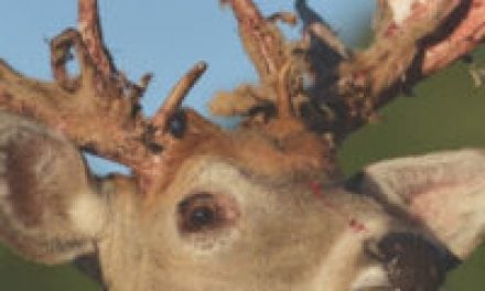 How to Preserve Velvet Deer Antlers
