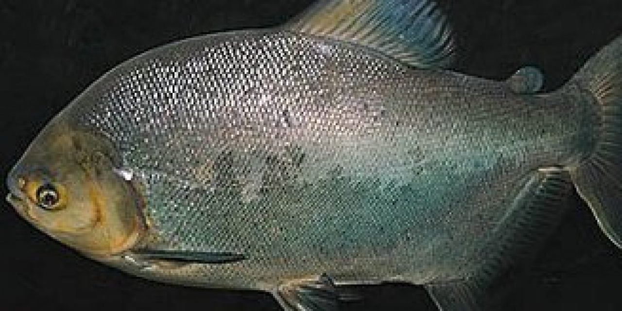 Invasive Pacu In Michigan