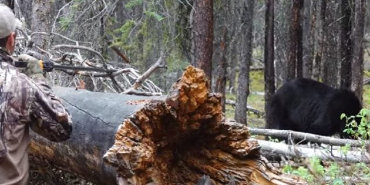 Is It Possible to Successfully Harvest Black Bears With a Blow Gun?