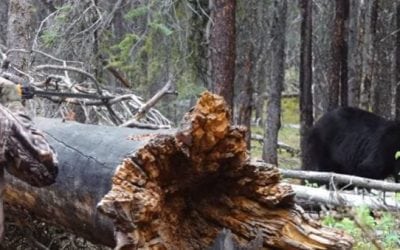 Is It Possible to Successfully Harvest Black Bears With a Blow Gun?