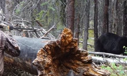 Is It Possible to Successfully Harvest Black Bears With a Blow Gun?