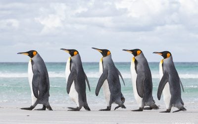 Last Frame: Walk This Way