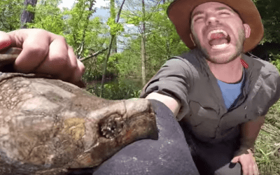 Man Lets Enormous Alligator Snapping Turtle Bite His Arm