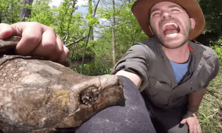Man Lets Enormous Alligator Snapping Turtle Bite His Arm