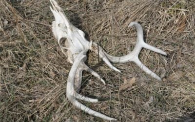 Michigan Releases Major New Deer Hunting Regulations in Response to CWD Threat