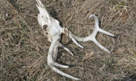 Michigan Releases Major New Deer Hunting Regulations in Response to CWD Threat