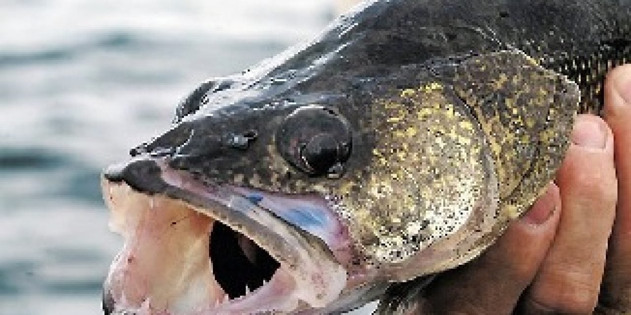 Mille Lacs walleye quota busted