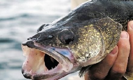 Mille Lacs walleye quota busted
