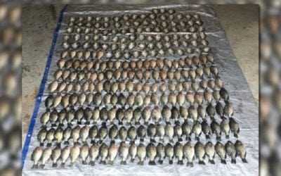 Minnesota Couple Caught With 253 Crappie Over Their Limit
