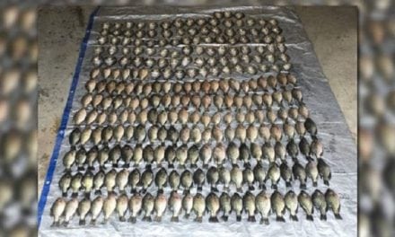Minnesota Couple Caught With 253 Crappie Over Their Limit