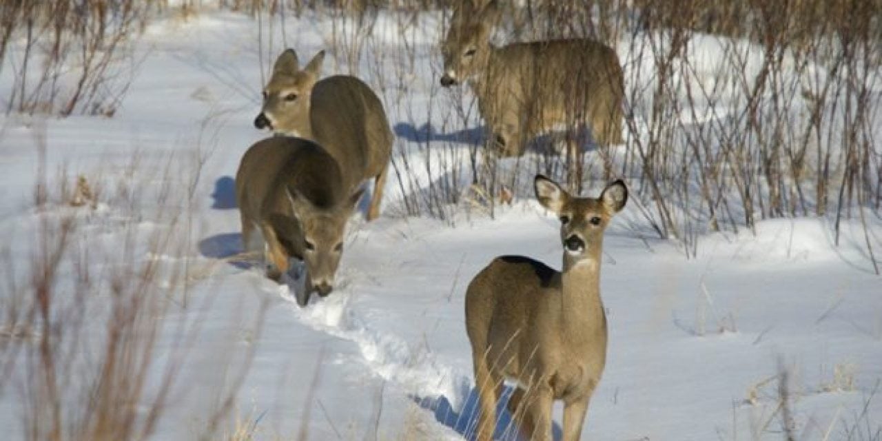 Minnesota Whitetail’s Movements Baffle Researchers