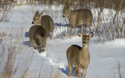 Minnesota Whitetail’s Movements Baffle Researchers