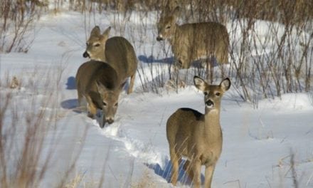 Minnesota Whitetail’s Movements Baffle Researchers