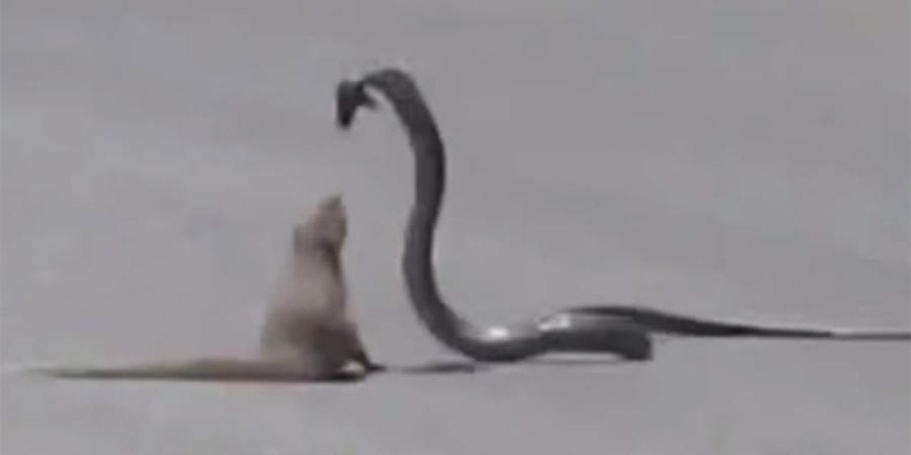 Mongoose and Cobra Fight Like Jackie Chan and Chuck Norris