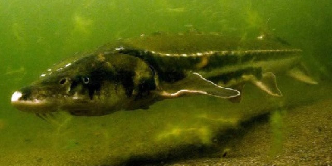 NOAA Final Plan for Recovering Green Sturgeon