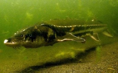 NOAA Final Plan for Recovering Green Sturgeon