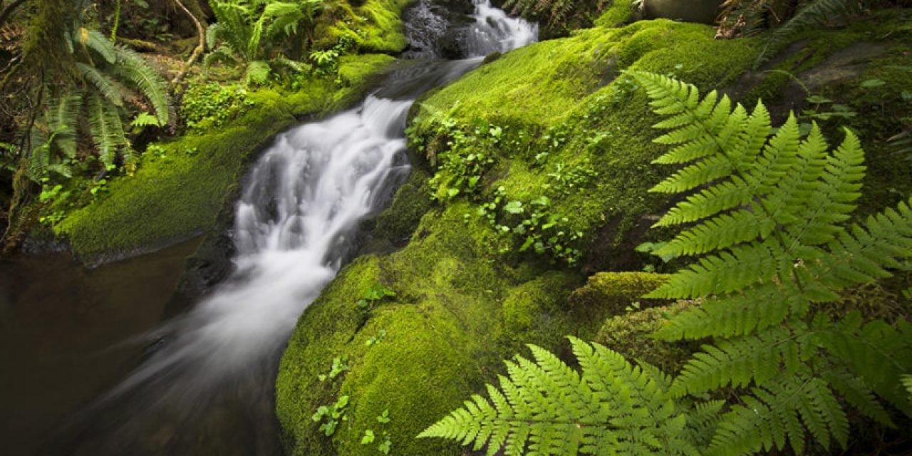 Olympic National Park