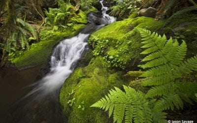 Olympic National Park