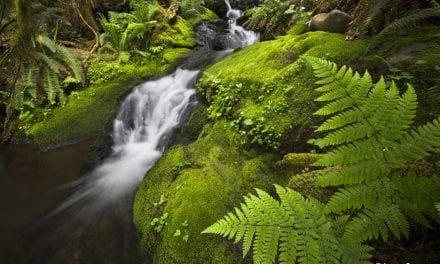 Olympic National Park