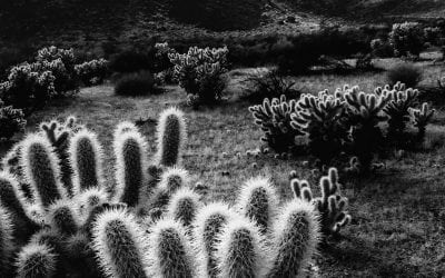 Photo Of The Day By Laura Roberts