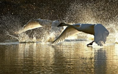 Photo Of The Day By Leah J Smith